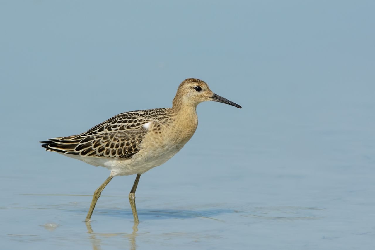 Combattente (Philomachus pugnax)